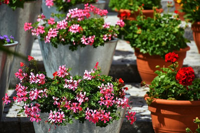 geranium in containers on commercial landscape