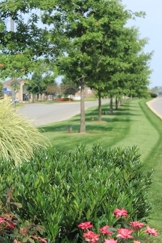 commercial landscaping - lawn care