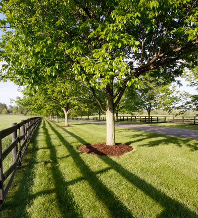 Large, symmetrical mulch bed around your trees helps protect the trees’ trunks.