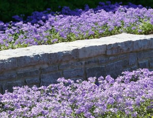purple-flowers
